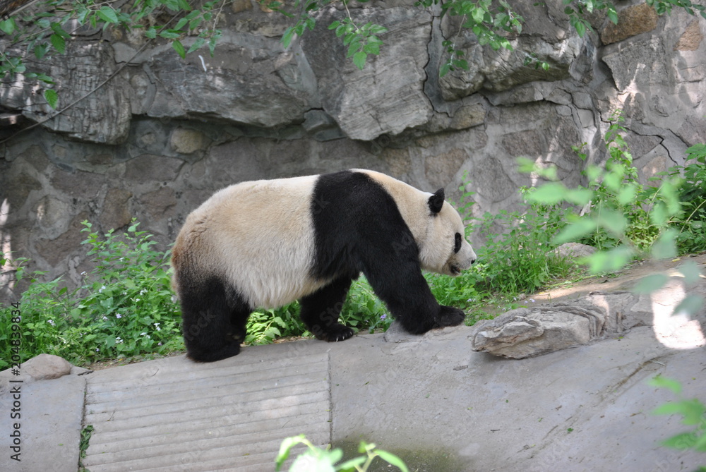 Fototapeta premium Panda at the Beijing Zoo