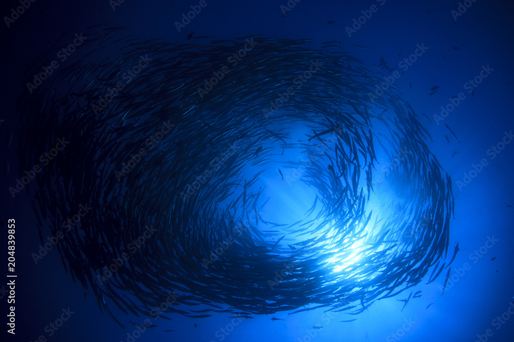 Naklejka premium School of Chevron Barracuda fish