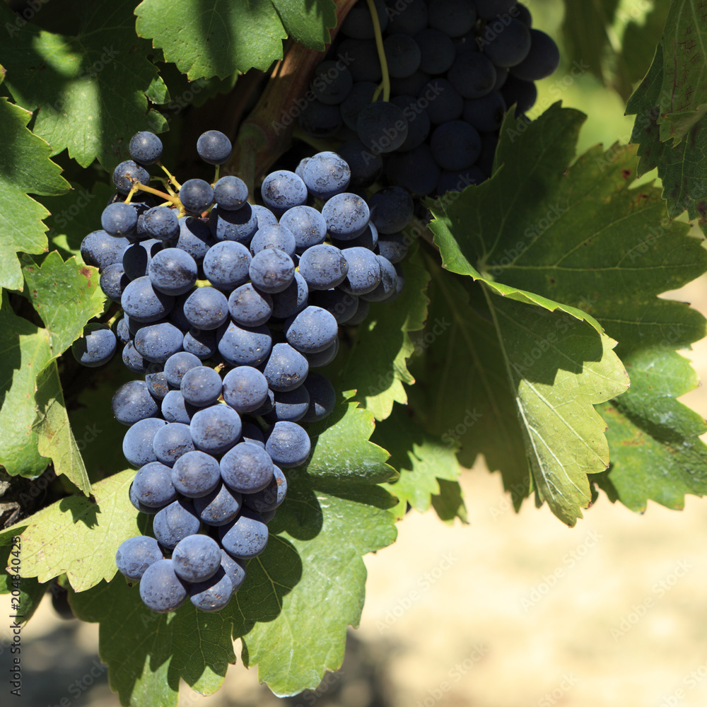 Ταπετσαρία Merlot red wine grapes growing hanging ripe French vineyard bordeaux france phot