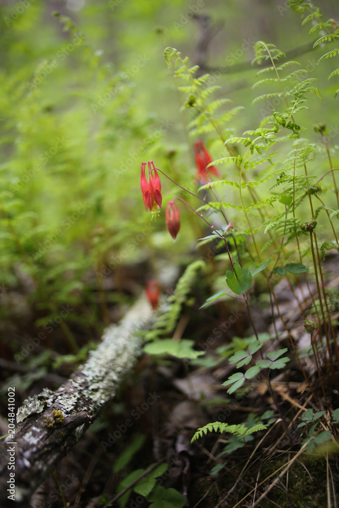 Red Columbine Flower Growing in a Forest with Mossy Wood and Ferns Red Columbine Flower Growing in a Forest with Mossy Wood and Ferns