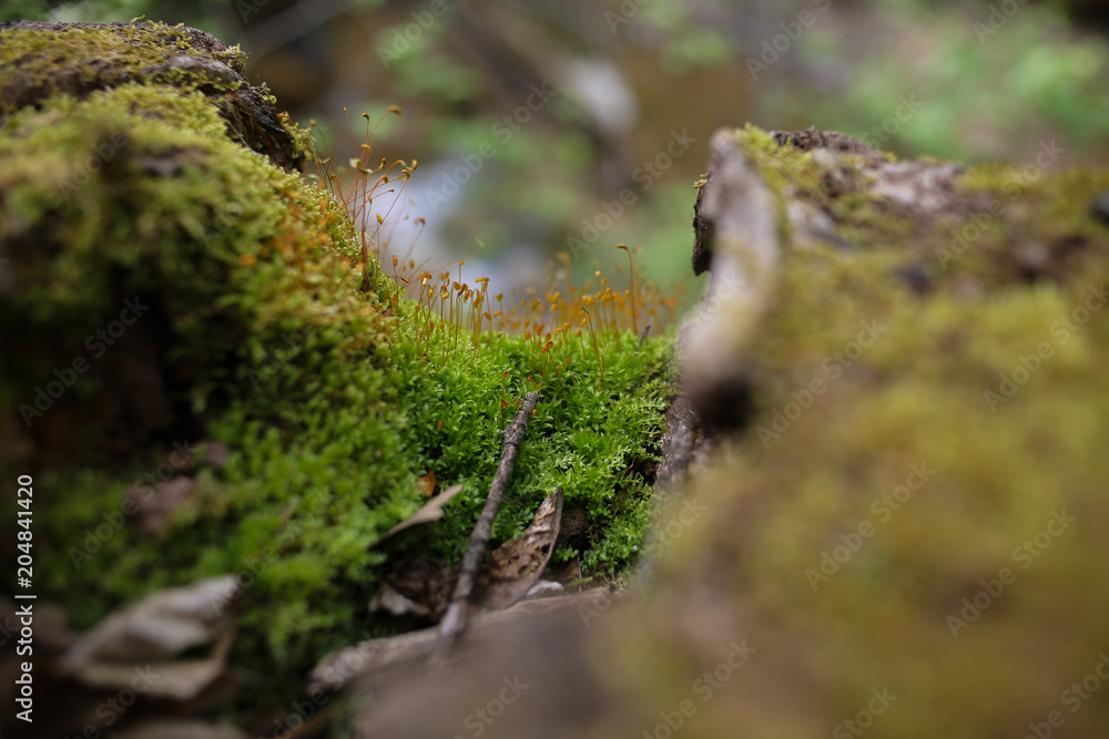 Fototapeta premium Moss Covered Tree Stump
