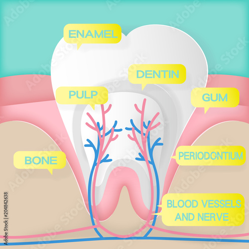cute cartoon tooth structure