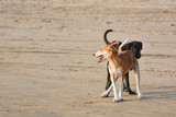 Street dogs play on the sand on Arambol beach in North Goa.India 