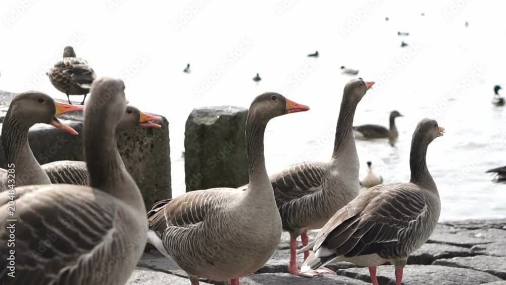 group different kind of ducks walking around lake in snowing day slow motion group different kind of ducks walking around lake in snowing day slow motion