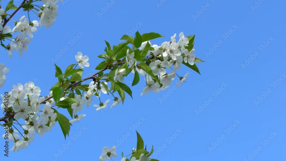 Blossoming cherry tree against the blue sky in spring in a bright sunny warm day Blossoming cherry tree against the blue sky in spring in a bright sunny warm day