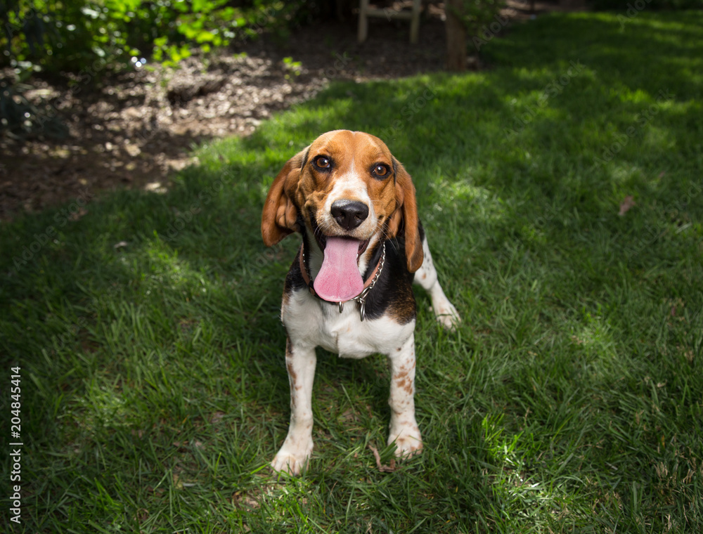Beagle Sitting In Grass