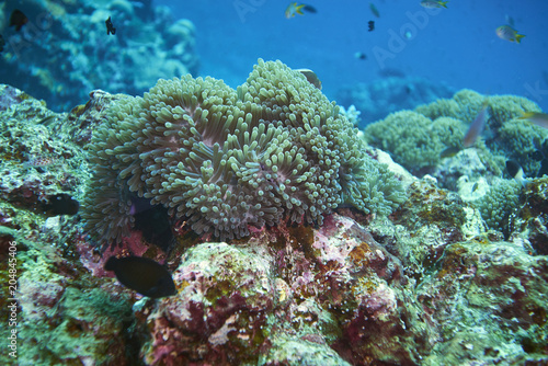 Ryba na podwodnej rafie koralowej