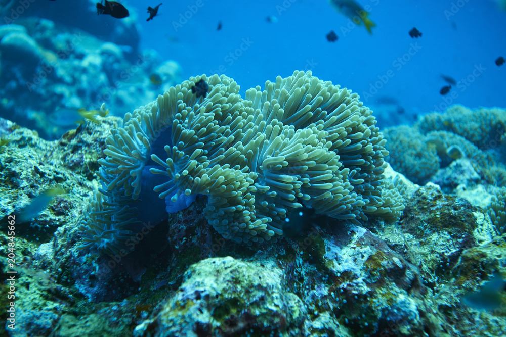 Fototapeta premium Fish on underwater coral reef