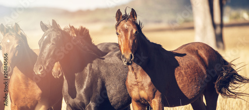 Картината върху платно Australian horses in the paddock during the day