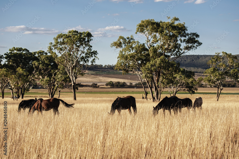 Fototapeta premium Australian horses in the paddock during the day