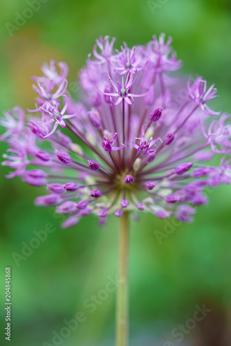 allium flowers closeup
