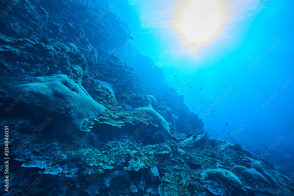 Obraz premium Ryby na podwodnej rafie koralowej