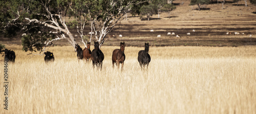 Bilde på lerret Australian horses in the paddock during the day