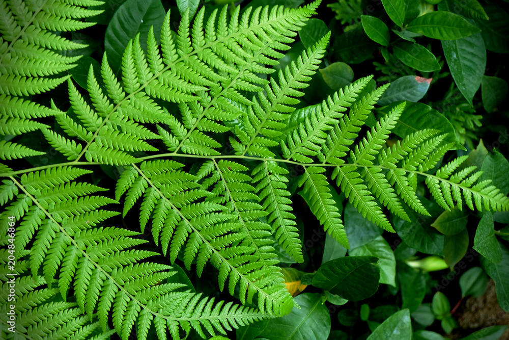 Leaf plant green tree nature 