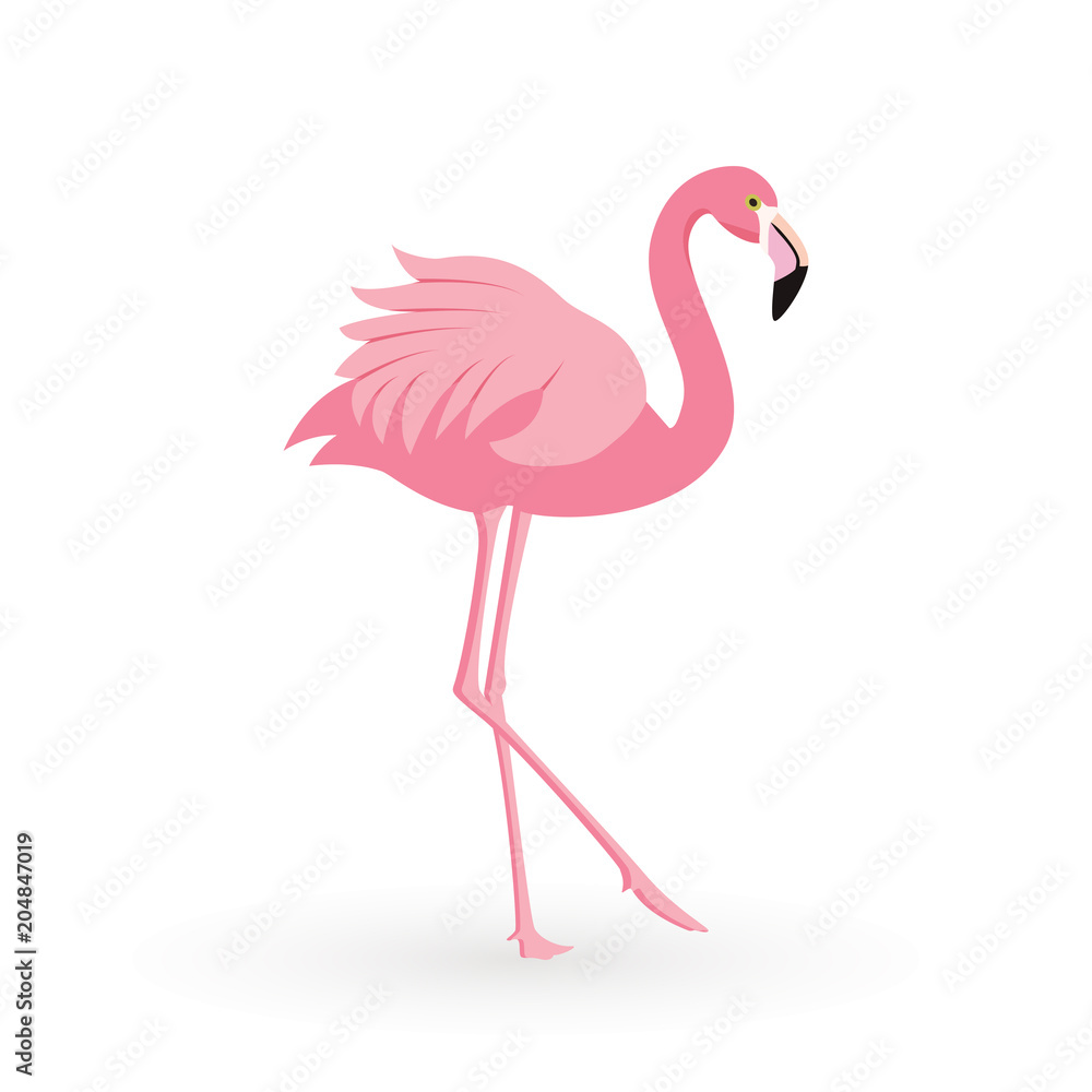 Fototapeta premium Pink flamingo . Vector illustration .Isolated on white background. Bird illustration design on background.