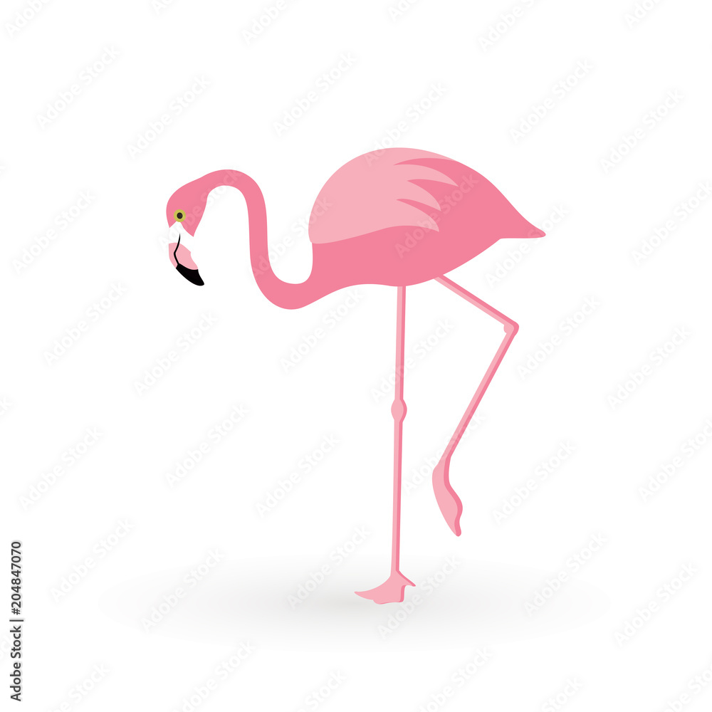 Fototapeta premium Pink flamingo . Vector illustration .Isolated on white background. Bird illustration design on background.