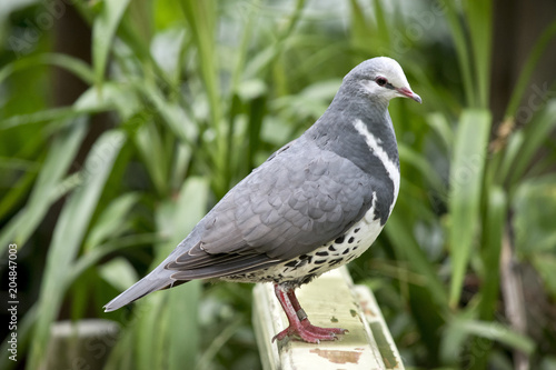 wonga pigeon photo