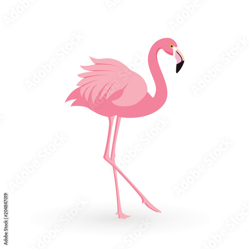 Pink flamingo . Vector illustration .Isolated on white background. Bird illustration design on background.
