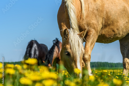 horses eating dandelions close-up