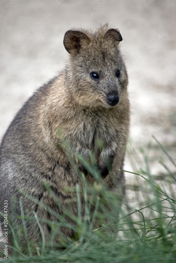 quokka