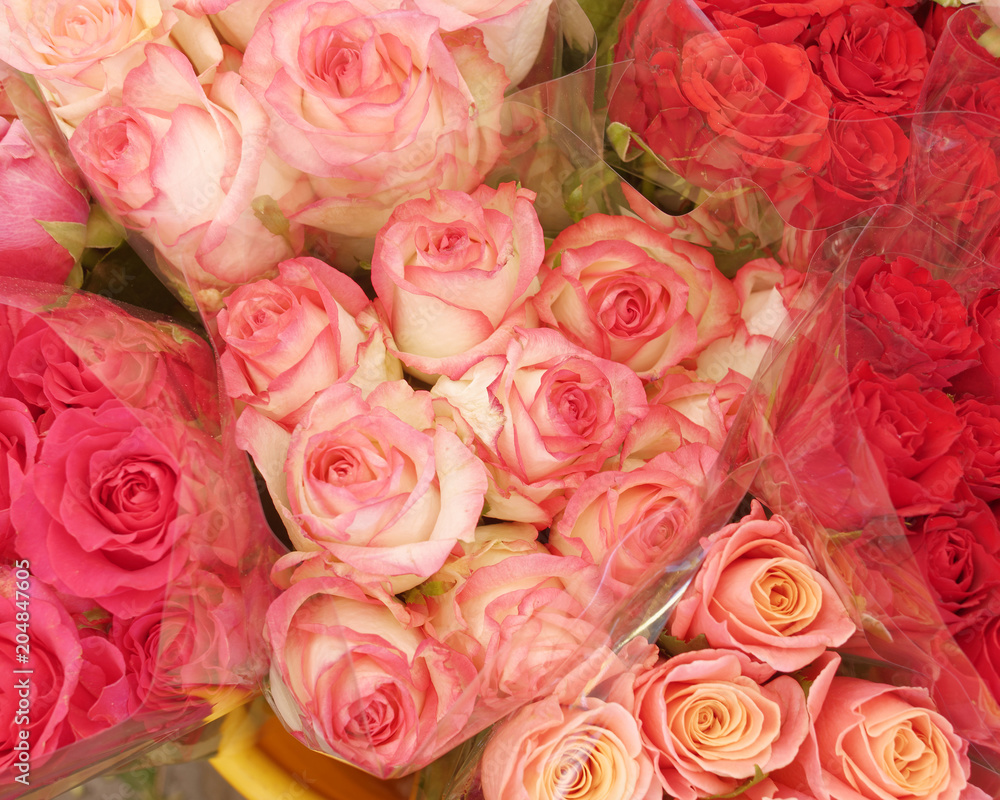 pink and red roses closeup, natural background pink and red roses closeup, natural background