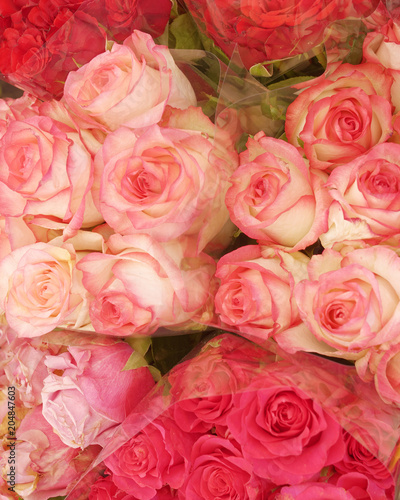 pink and red roses closeup, natural background
