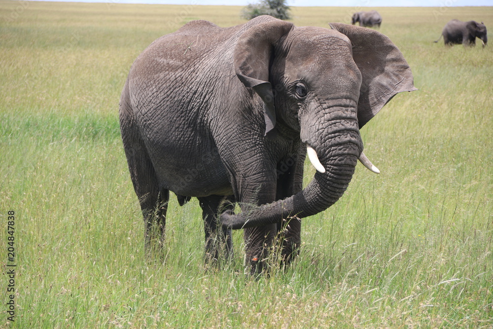 african elephant bull, tanzania, Africa