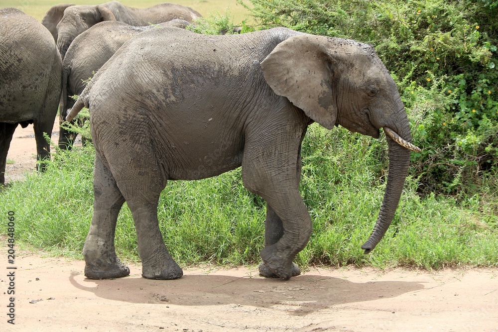 african Baby elephant, Serengeti