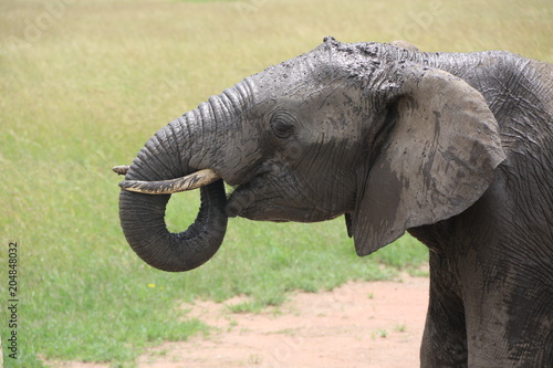 african elephant after mudbath  tanzania