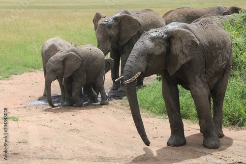 african elephant  young elephants playing in the dust after bathing in a small waterhole  Tanzania  Africa