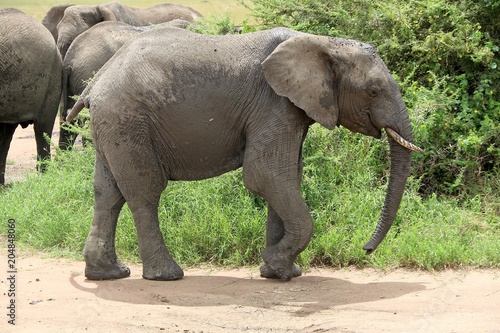 african Baby elephant  Serengeti