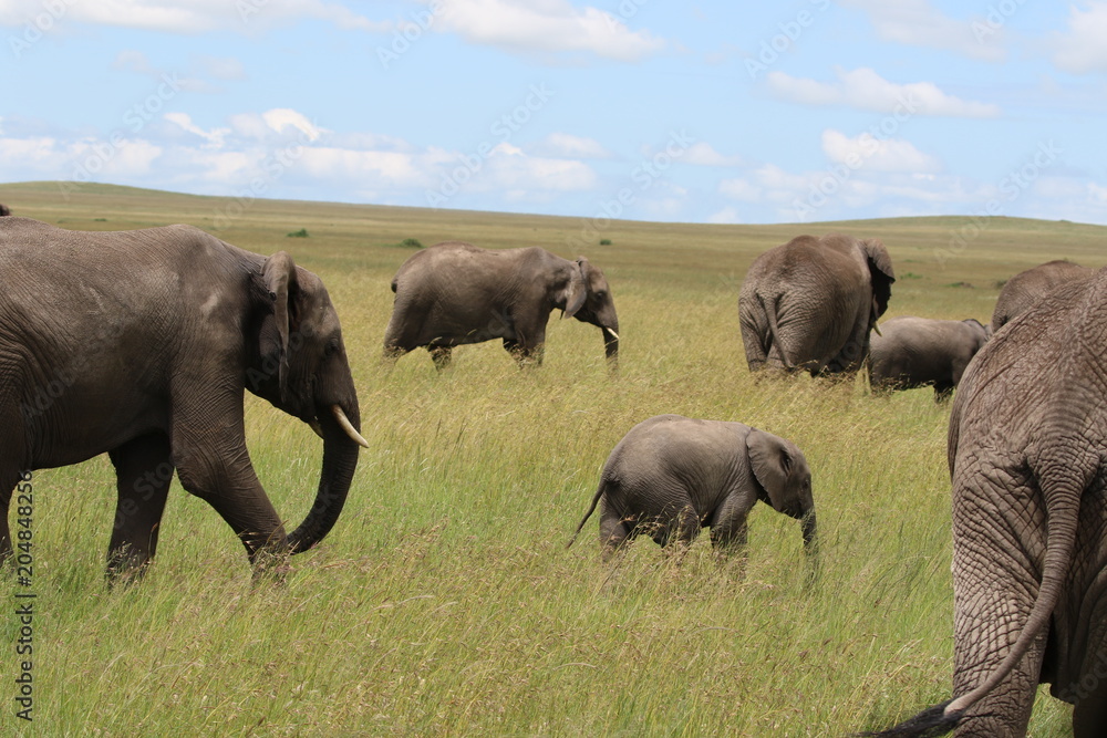 african elephants, Family, Tanzania