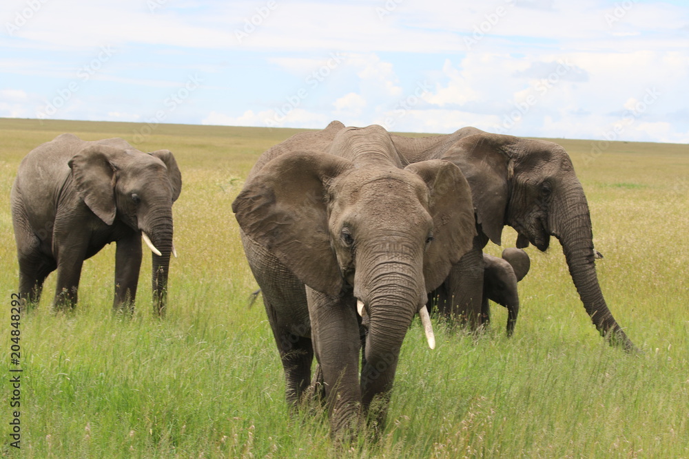 african elehant, Family, Tanzania