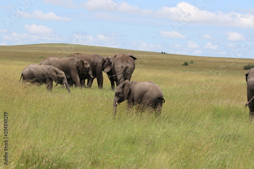 african elephants with baby  Tanzania