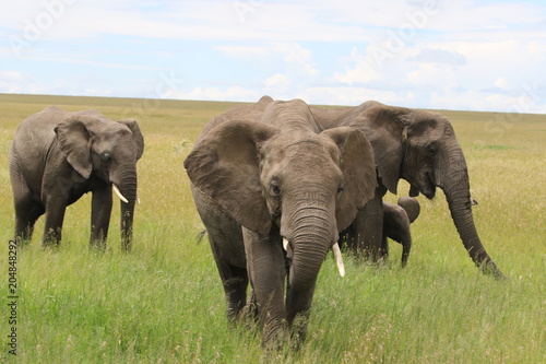 african elehant  Family  Tanzania