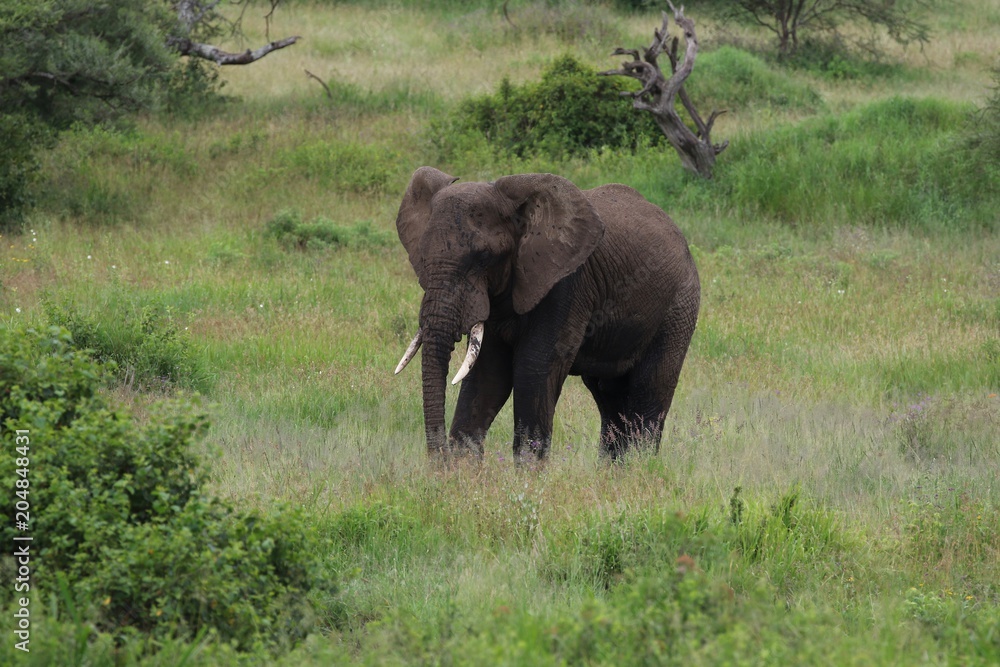 Fototapeta premium african Elephant Bull, Tanzania