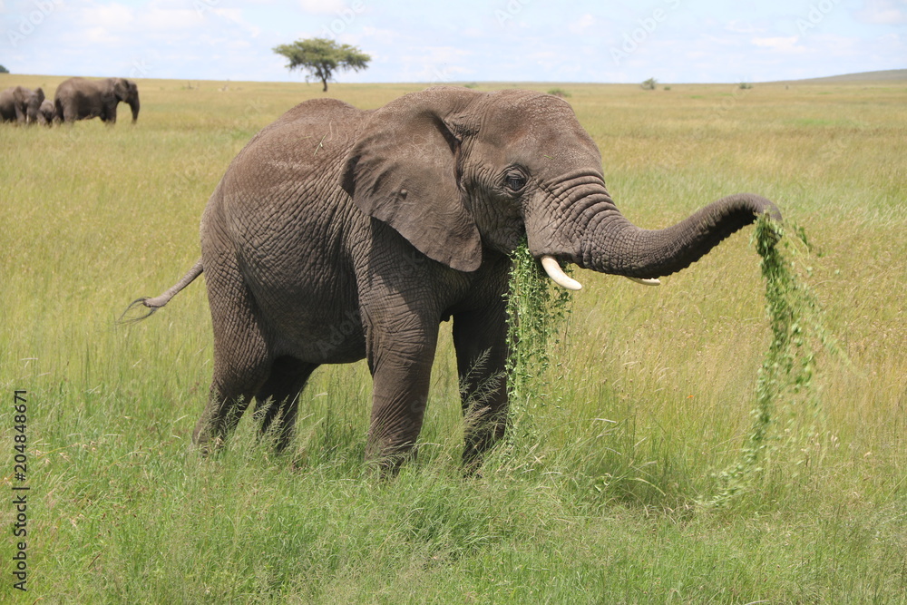african Elephant Bull, Tanzania african Elephant Bull, Tanzania