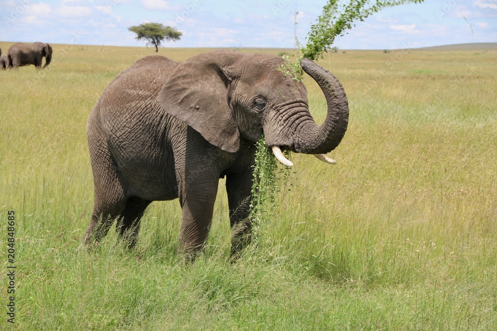 african Elephant Bull, Tanzania