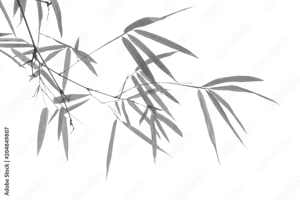 Fototapeta Liść bambusa w tonacji czarno-białej ...