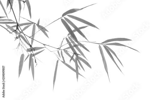 Bamboo leaf in black and white tone..