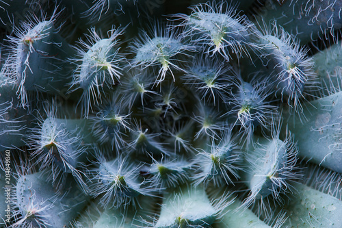 Close-up of an unusual flower Echeveria Bristly