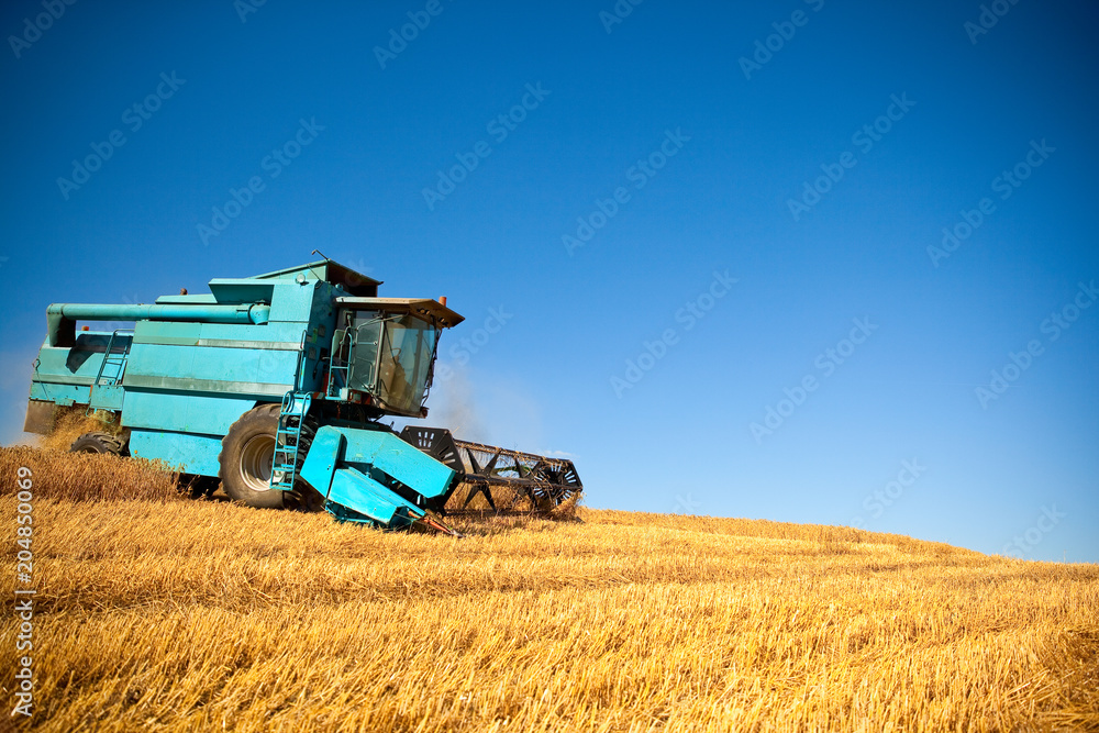 Fototapeta premium Champ de blé > Campagne au temps des moissons