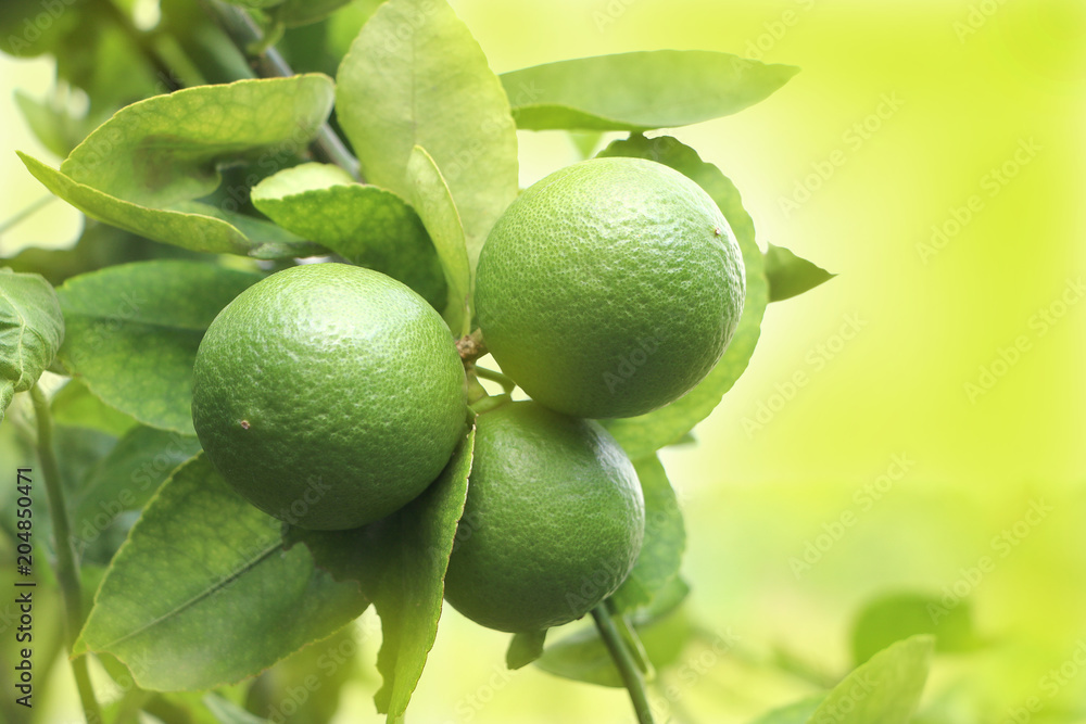 Close-up of green lemon plant native to Southeast Asia on tree with green light background,.