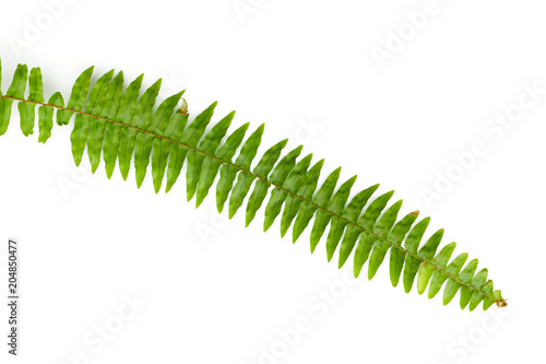 Green fern leaves  isolated on white background