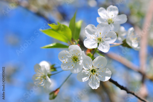 Spring Cherry blossoms, pink flowers.