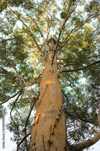 Giant tree Gloucester Natinal Park