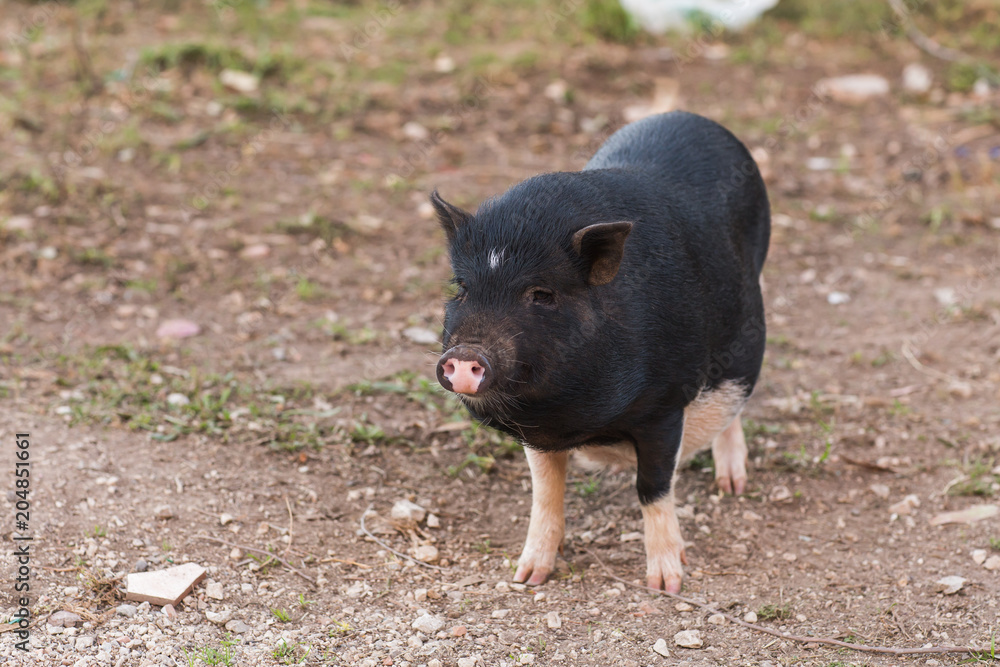 Wild black boar or pig. Wildlife in natural habitat Wild black boar or pig. Wildlife in natural habitat