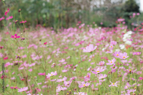 Cosmos flower in countryside.
