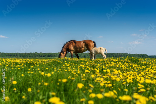 horse and foal graze on the field with dandelions