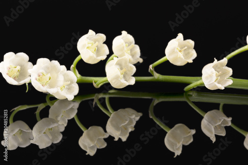 Single twig of spring flowers of Convallaria majalis isolated on black background, mirror reflection
